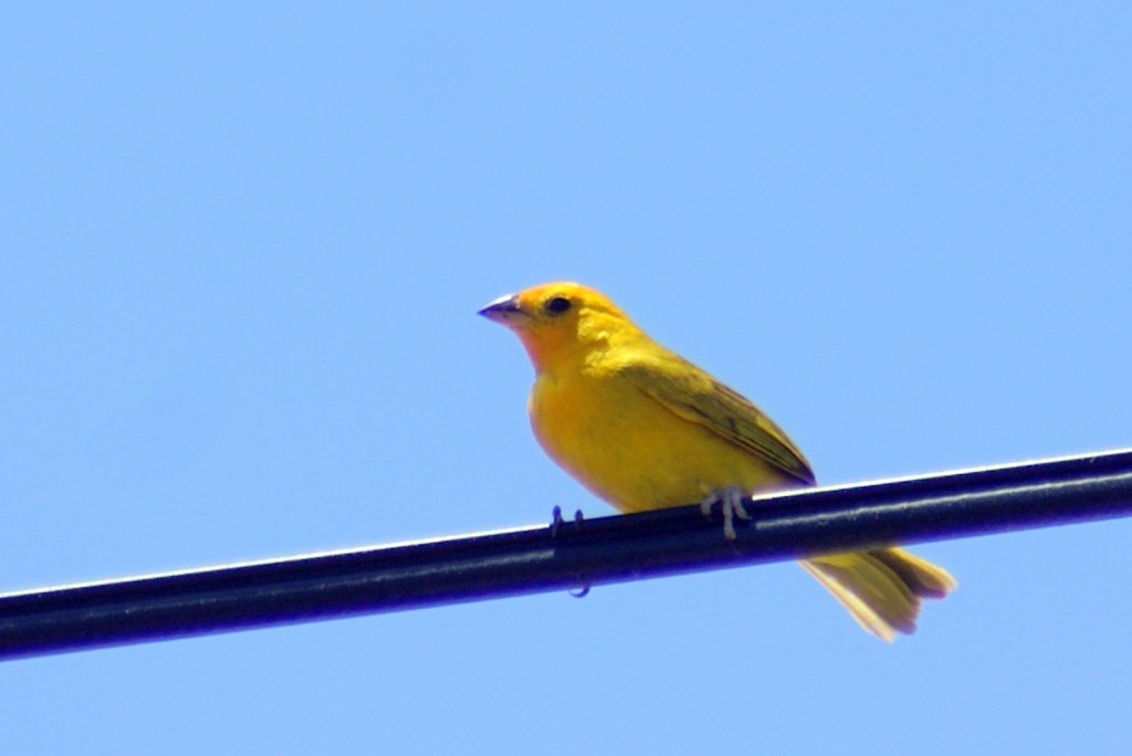 SONY DSC