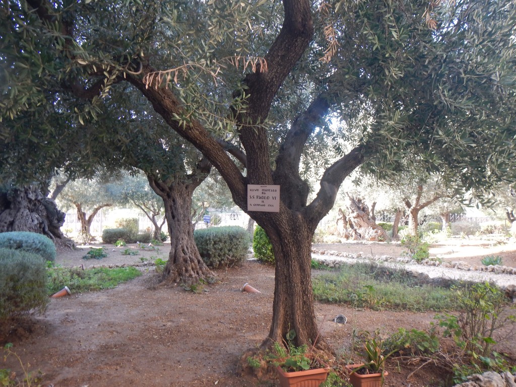 DSCN6222